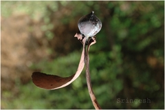 Dipterocarpus indicus